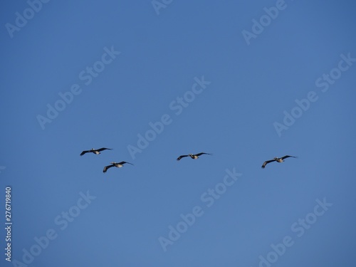 Silhouette and photos of birds flying