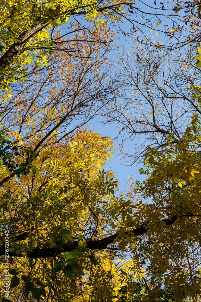 Autumn Trees Against Blue Sky. Yellow Autumn Leafs On Blue Sky Background. Autumn Trees Against Blue Sky. Yellow Autumn Leafs On Blue Sky Background.