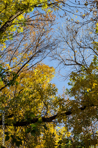 Autumn Trees Against Blue Sky. Yellow Autumn Leafs On Blue Sky Background.