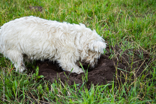 digging dog