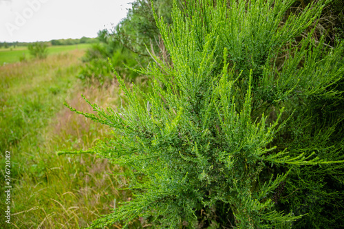 green grass in the forest