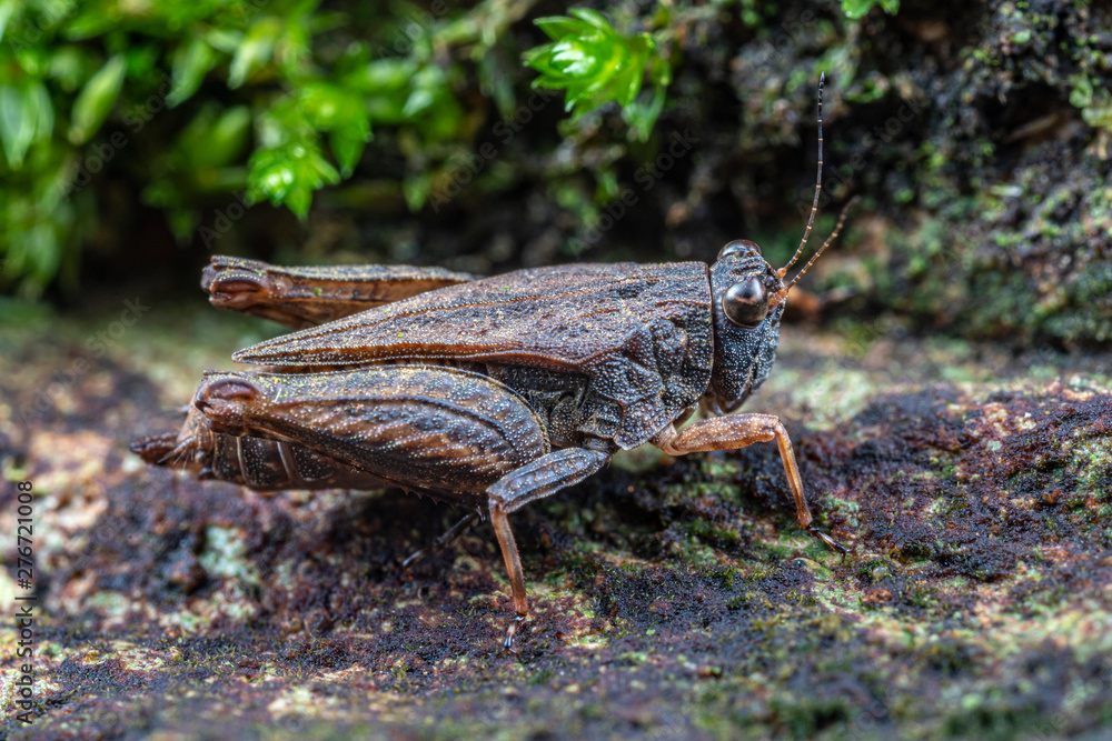 Fototapeta premium A camouflaged pygmy grasshopper from the family Tetrigidae