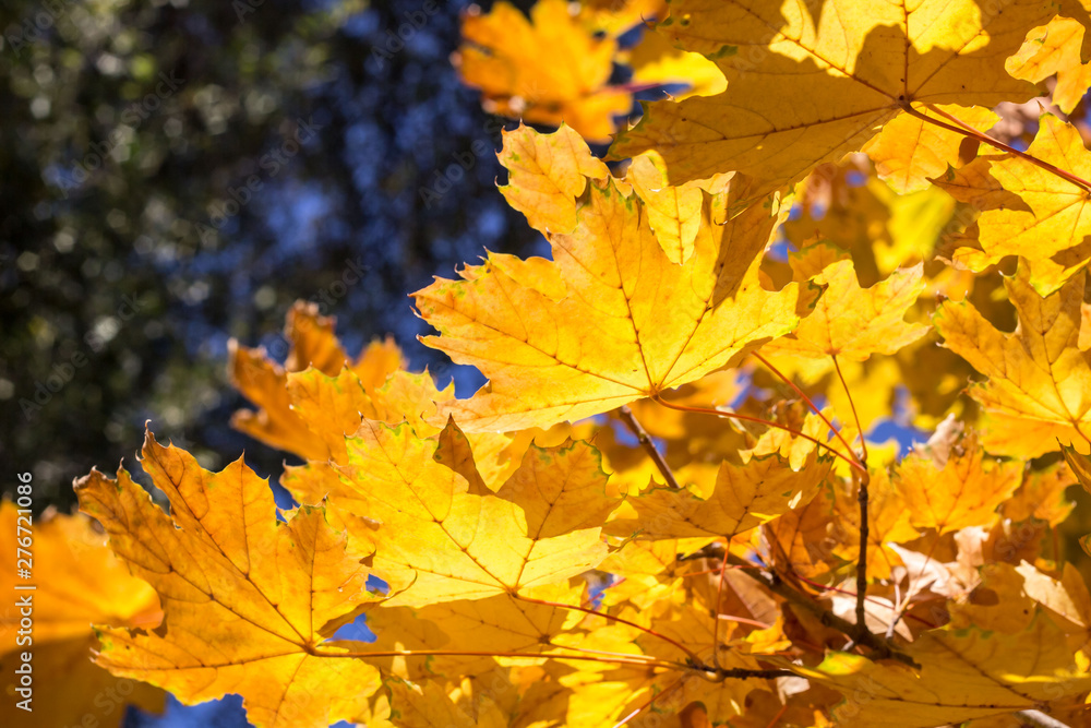 Fototapeta premium Beautiful yellow maple leaves on blue sky background. Autumn leaves background.