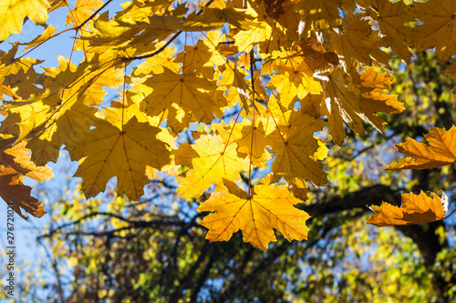 Beautiful yellow maple leaves on blue sky background. Autumn leaves background.