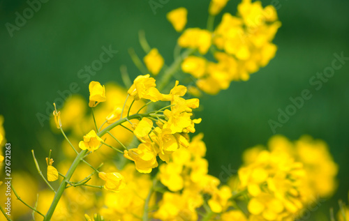 Yellow blooming canola close up. Rape on the field in summer. Bright Yellow rapeseed oil. Flowering rapeseed. Selective focus image. Turkey, Istanbul, Silivri. photo