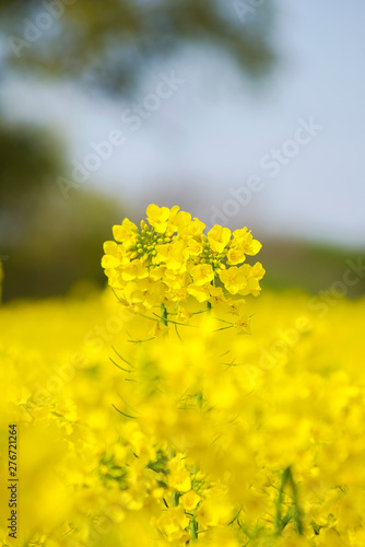 Yellow blooming canola close up. Rape on the field in summer. Bright Yellow rapeseed oil. Flowering rapeseed. Selective focus image. Turkey, Istanbul, Silivri.