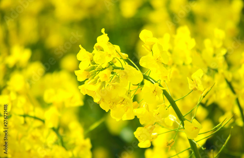 Yellow blooming canola close up. Rape on the field in summer. Bright Yellow rapeseed oil. Flowering rapeseed. Selective focus image. Turkey, Istanbul, Silivri.