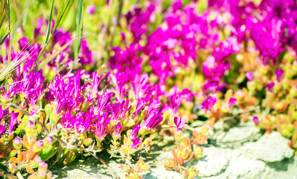 Obraz premium Small purple flowers. Blooming curly succulents. Ornamental garden plants with bright pink flowers against a gray, rough wall. Selective focus image.