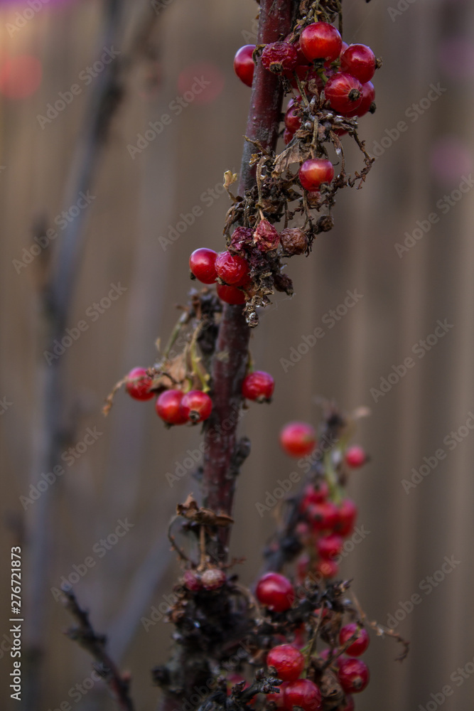 Infected with the disease of currant branch with berries wrinkled dead Infected with the disease of currant branch with berries wrinkled dead
