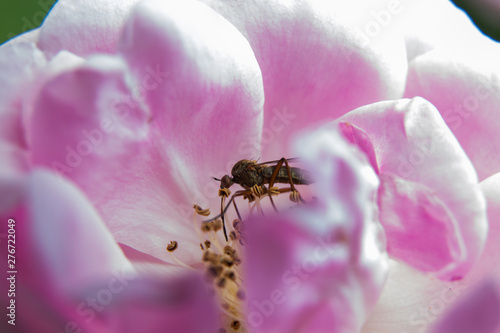 mosquito on a pink rose