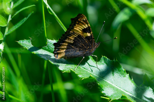 butterfly on a leaf © Karin