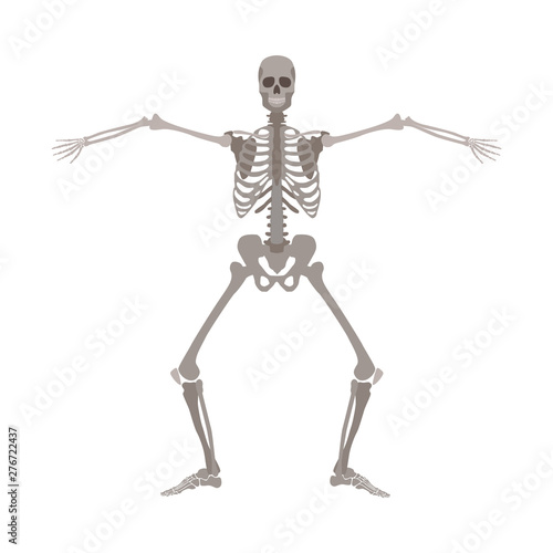 Human skeleton standing with legs bent and arms wide apart cartoon flat style