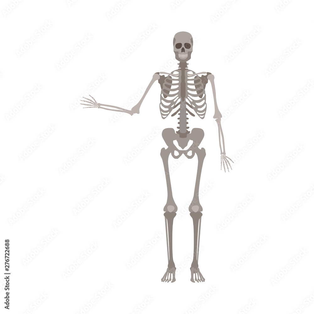 Skeleton of human body anatomically detailed vector illustration isolated. Skeleton of human body anatomically detailed vector illustration isolated.