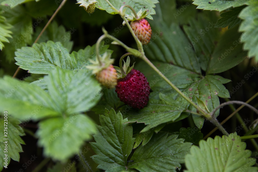 strawberry berries, green leaves, close-up strawberry berries, green leaves, close-up