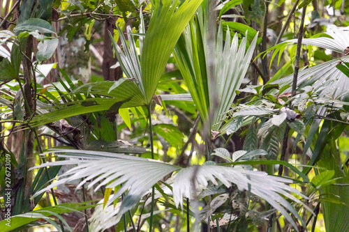 Blurred nature background with rainforest flora of Amazon River basin in South America