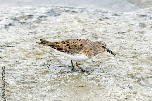 Temminckstrandläufer (Calidris temminckii) - Temminck's stint photo