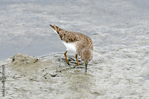 Temminckstrandläufer (Calidris temminckii) - Temminck's stint photo