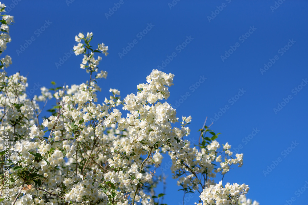 Jasmine blossom on blue sky background, beautiful nature background