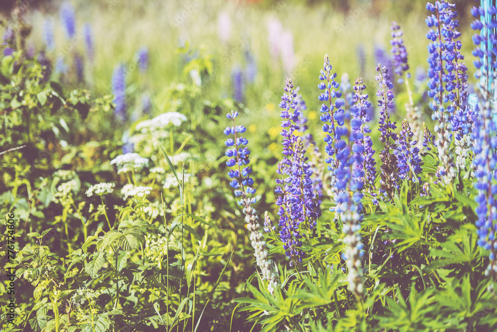 Blooming lupines in a field, tinted glass