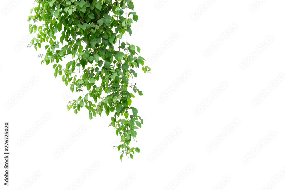 Green leaves tree on isolated background make for frame  product concept.