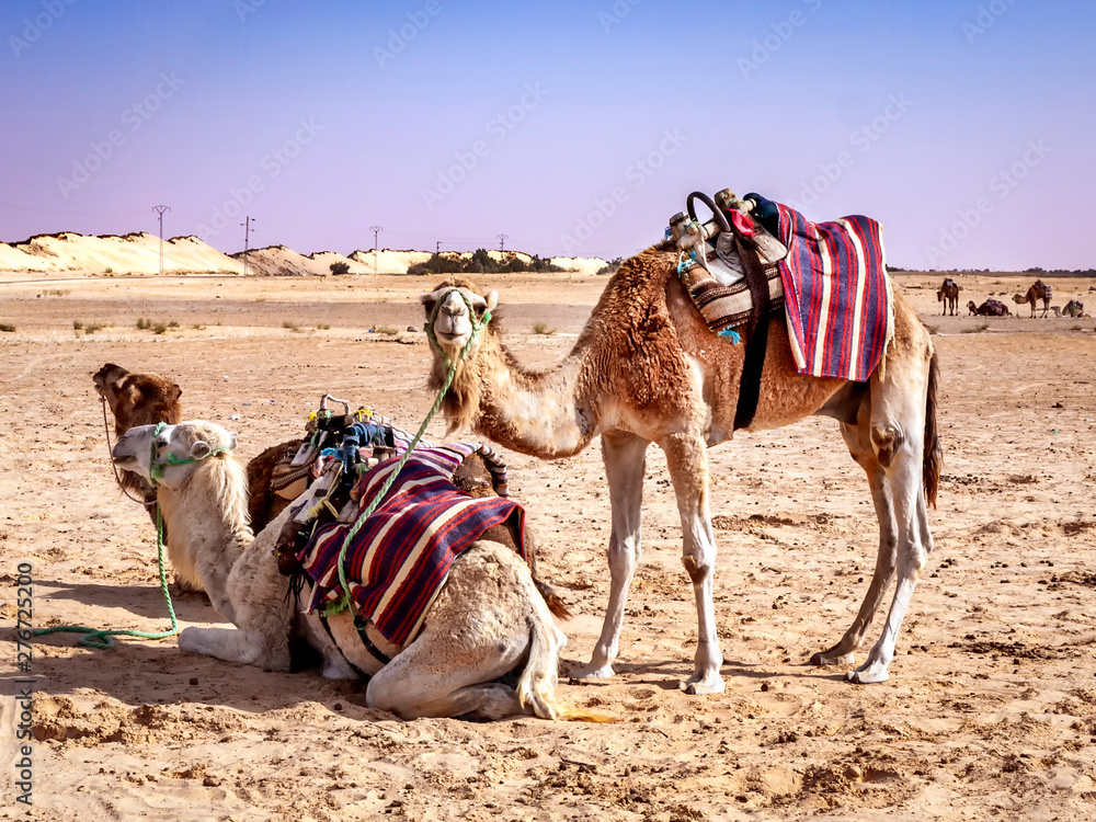 Fototapeta premium Three camels at rest in the Tunisian desert used to carry tourists on short treks in the desert. 