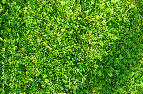 Top view, close up. Wild green lawn with clover in summer sunny day.