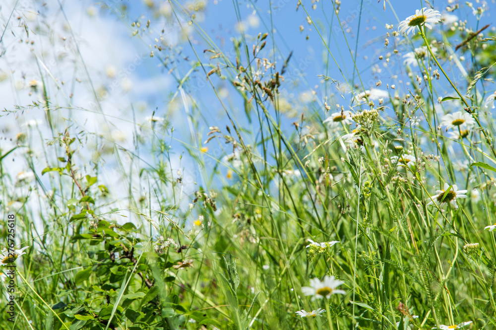 Close up. Summer field with herbs and chamomiles. Against the background of a blue sky with small white clouds. Copy space. Close up. Summer field with herbs and chamomiles. Against the background of a blue sky with small white clouds. Copy space.