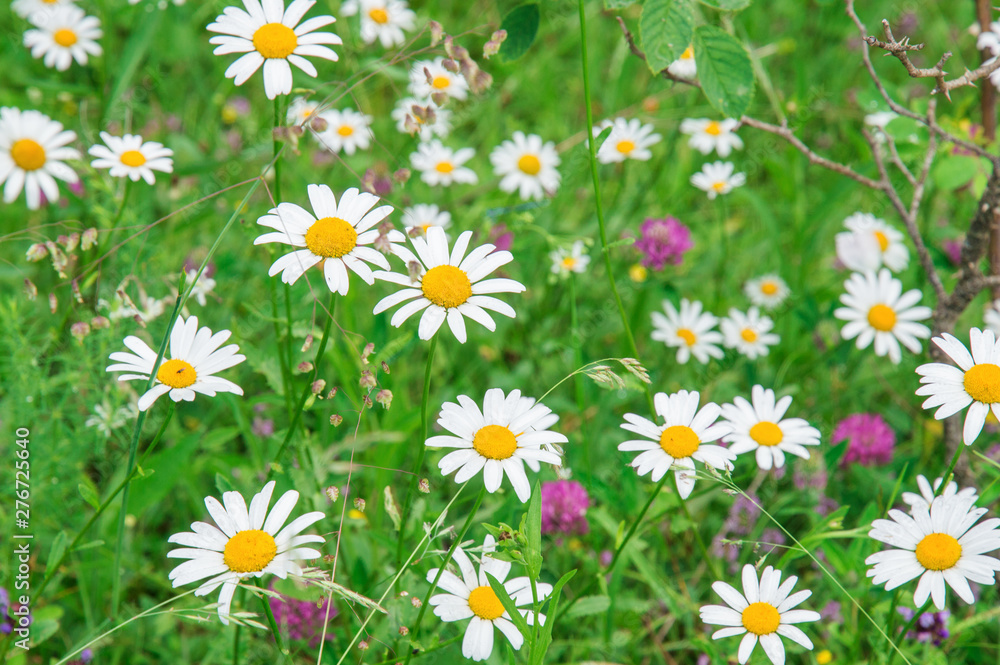 Fototapeta premium Close up. Summer field with chamomiles and clover.