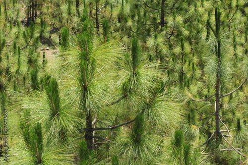 green branches of a tree