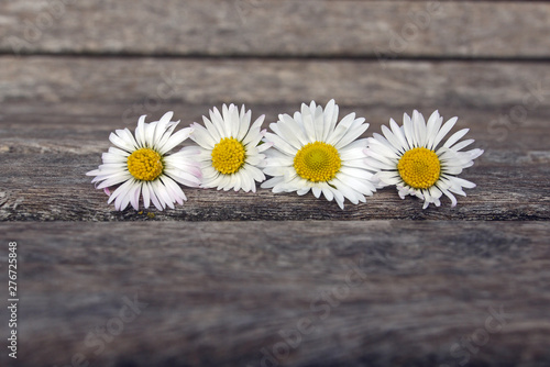 Four daisies in a row on wooden surface