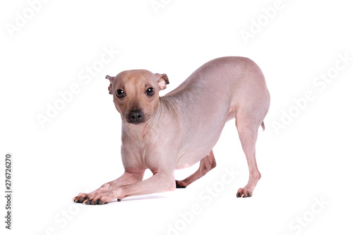 American Hairless Terrier © Erik Lam