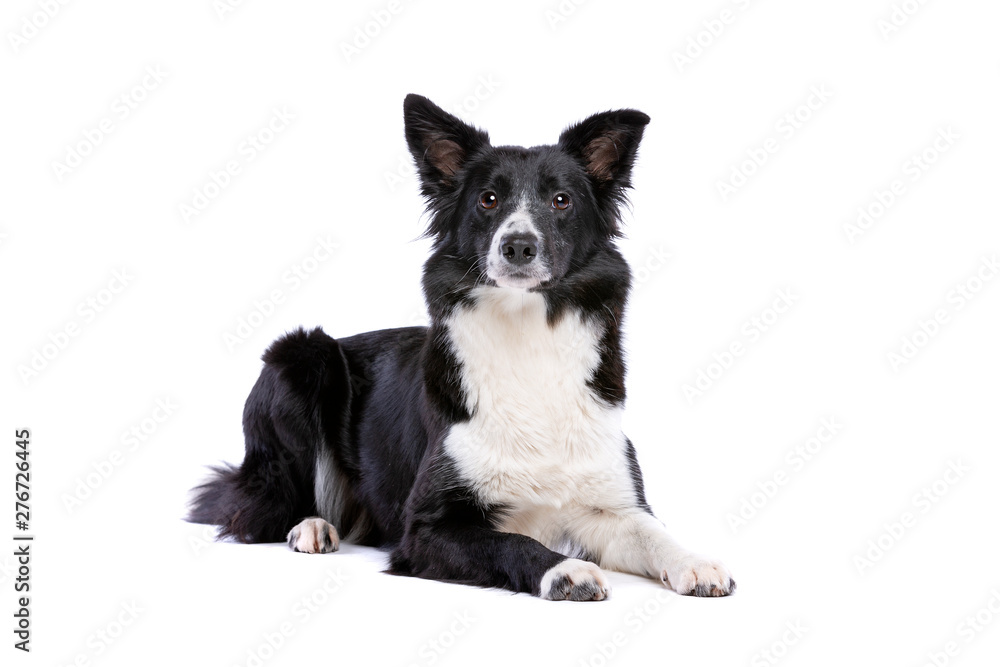 black and white border collie dog
