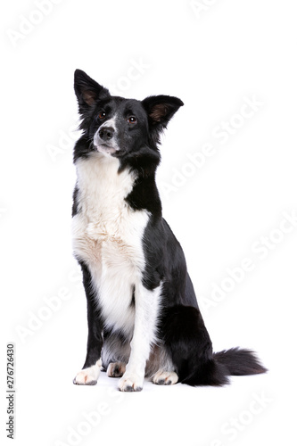 Stampa su tela black and white border collie dog