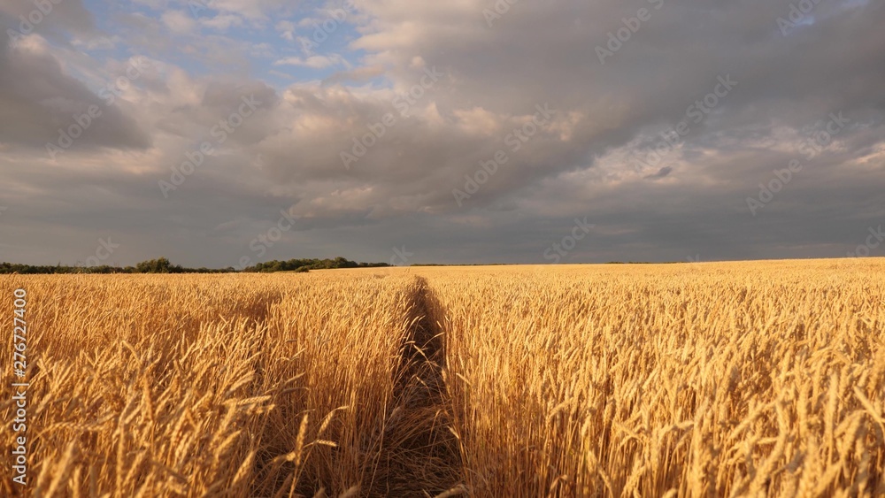 mature cereal harvest against sky. ears of wheat shakes wind. huge yellow wheat floor in idyllic nature in golden rays of sunset. Beautiful stormy sky with clouds in countryside over a field of wheat.