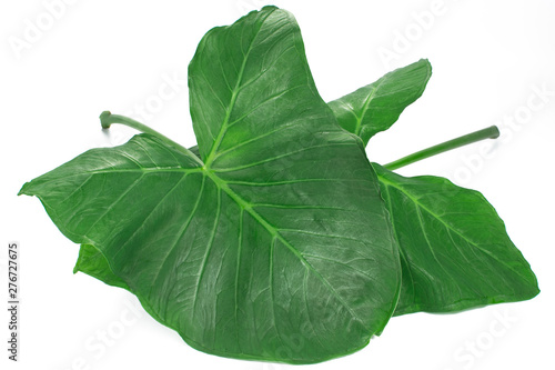 Exotic edible plant leaves  (Xanthosoma sagittifolium) called taioba in Brazil in white background