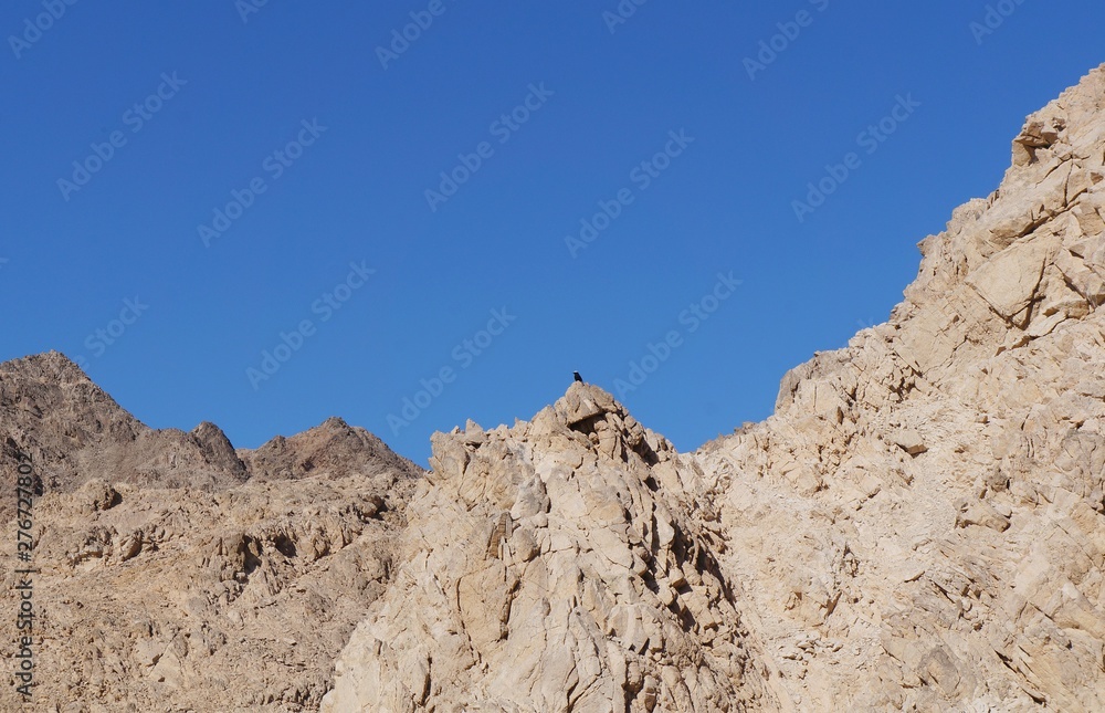 Wadi Shahamon in Eilat, sunny day, small bird