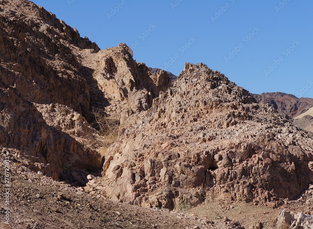 Fototapeta premium Wadi Shahamon in Eilat, sunny day, small bird