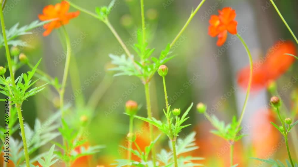 Orange-red Persian chrysanthemums swaying in the wind Orange-red Persian chrysanthemums swaying in the wind