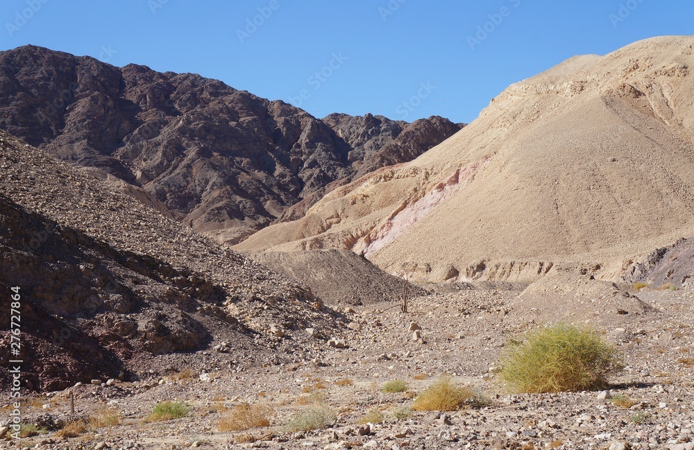 Wadi Shahamon in Eilat, sunny day, small bird