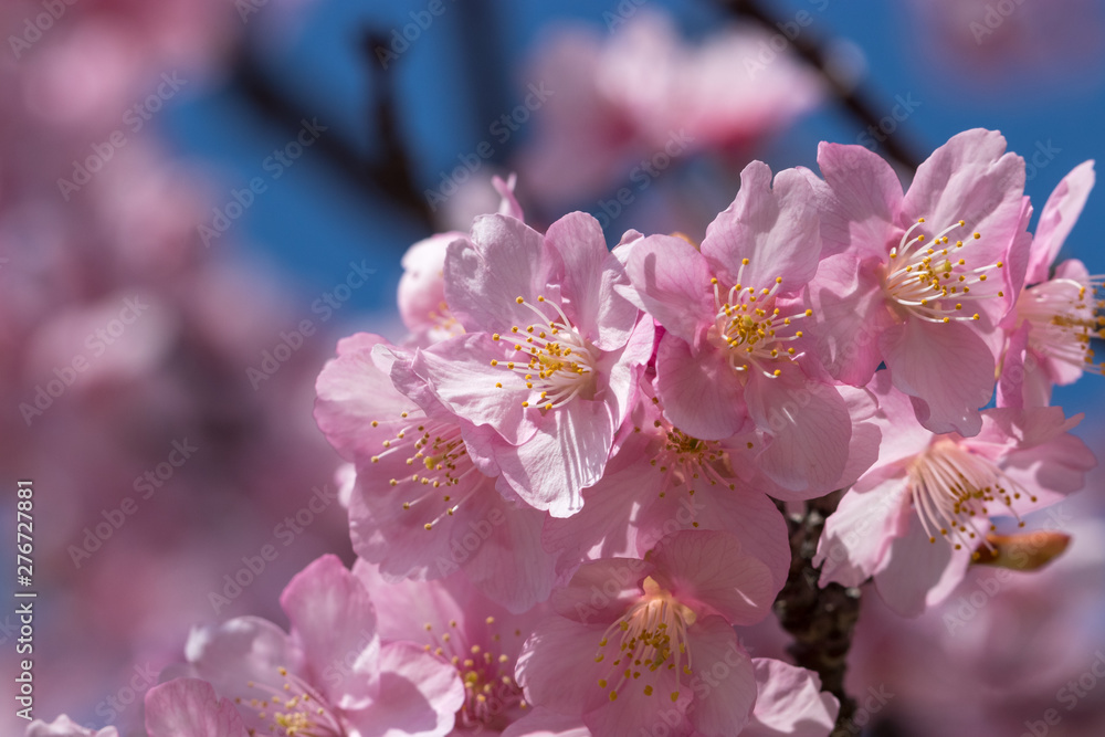 旧中川の河津桜 東京都江戸川区平井 旧中川の河津桜 東京都江戸川区平井