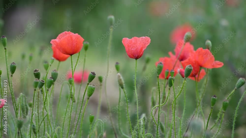Nice red papaver flower color summer nature macro close up 4k video Nice red papaver flower color summer nature macro close up 4k video