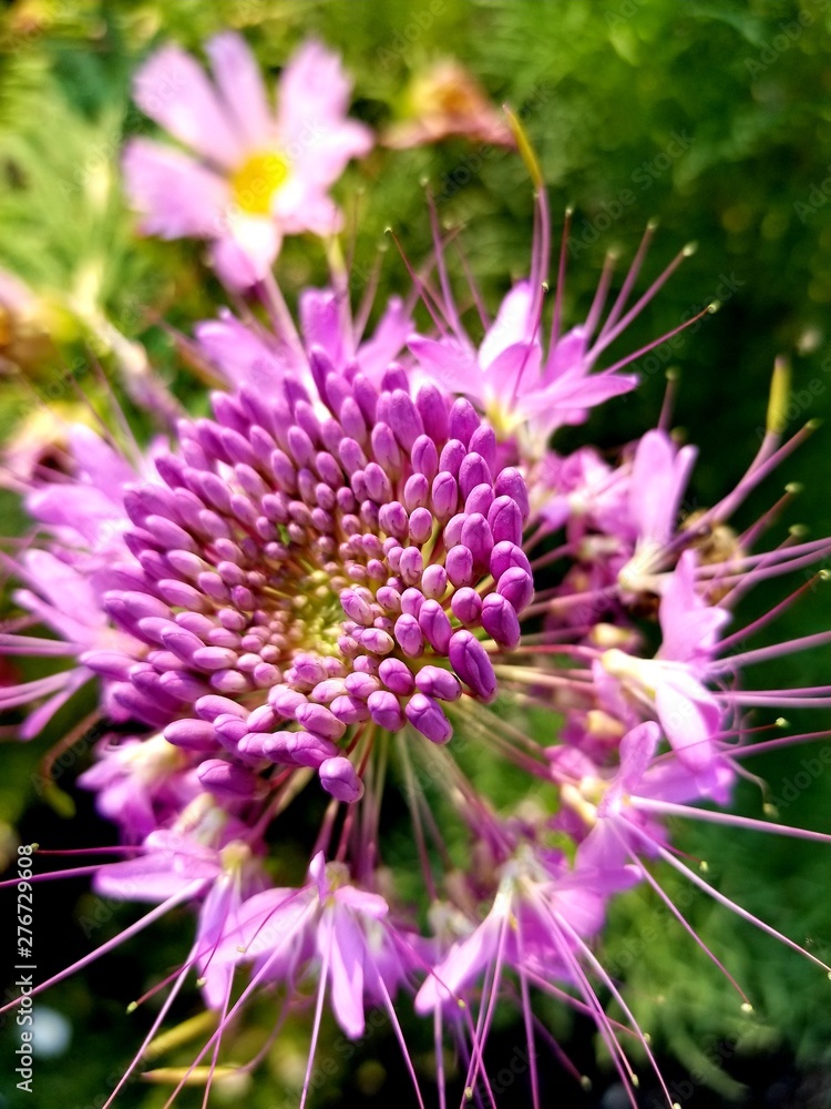 bee on a flower bee on a flower