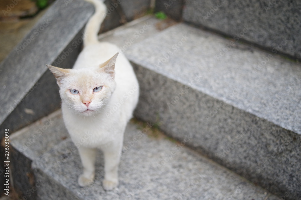 階段でこちらを見上げる白猫