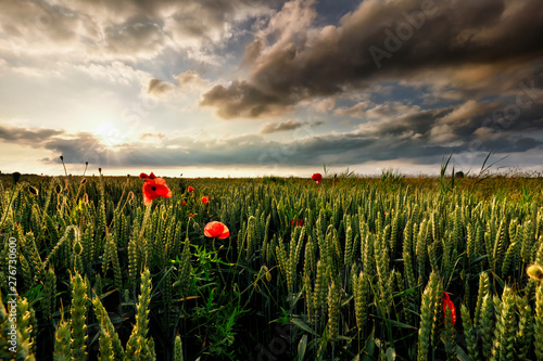 red poppy flowers on wheat field at sunset photo