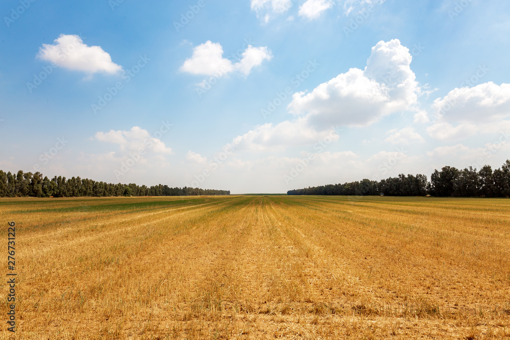 Mown wheat field