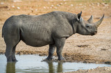 Black Rhinoceros - Diceros bicornis, iconic African mammal, critically endangered member of big five. Etosha National Park, Namibia.