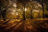 Autumn New Forest National Park
