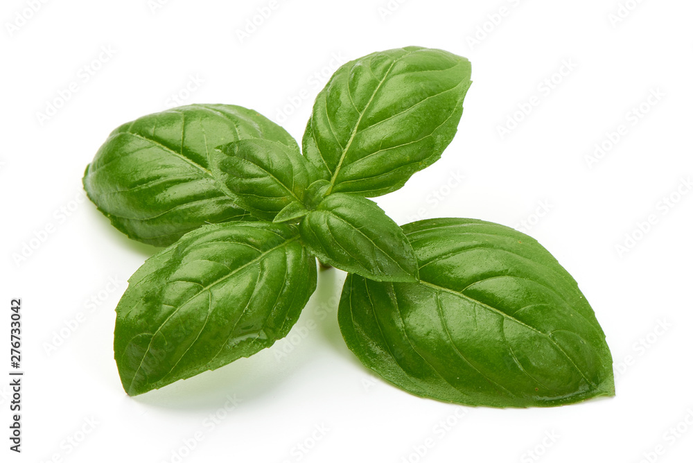 Fresh basil leaves, close-up, isolated on white background Fresh basil leaves, close-up, isolated on white background
