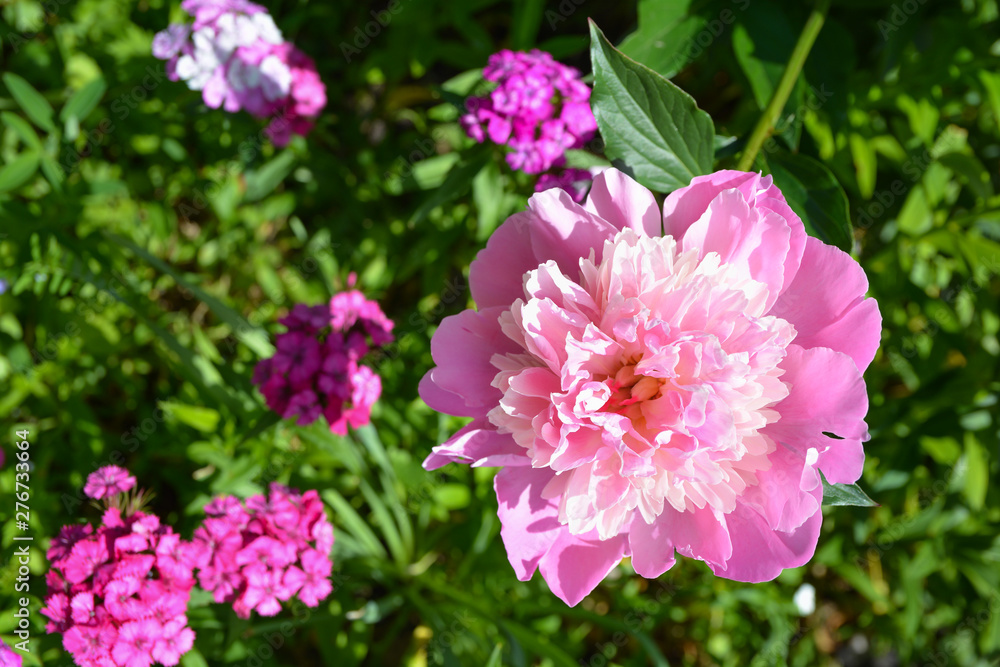 Beautiful blooming pink peony flower
