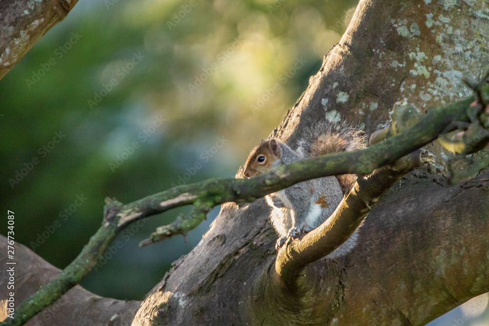 A Grey Squirrel Sitting in a Big Tree in the Sunshine A Grey Squirrel Sitting in a Big Tree in the Sunshine
